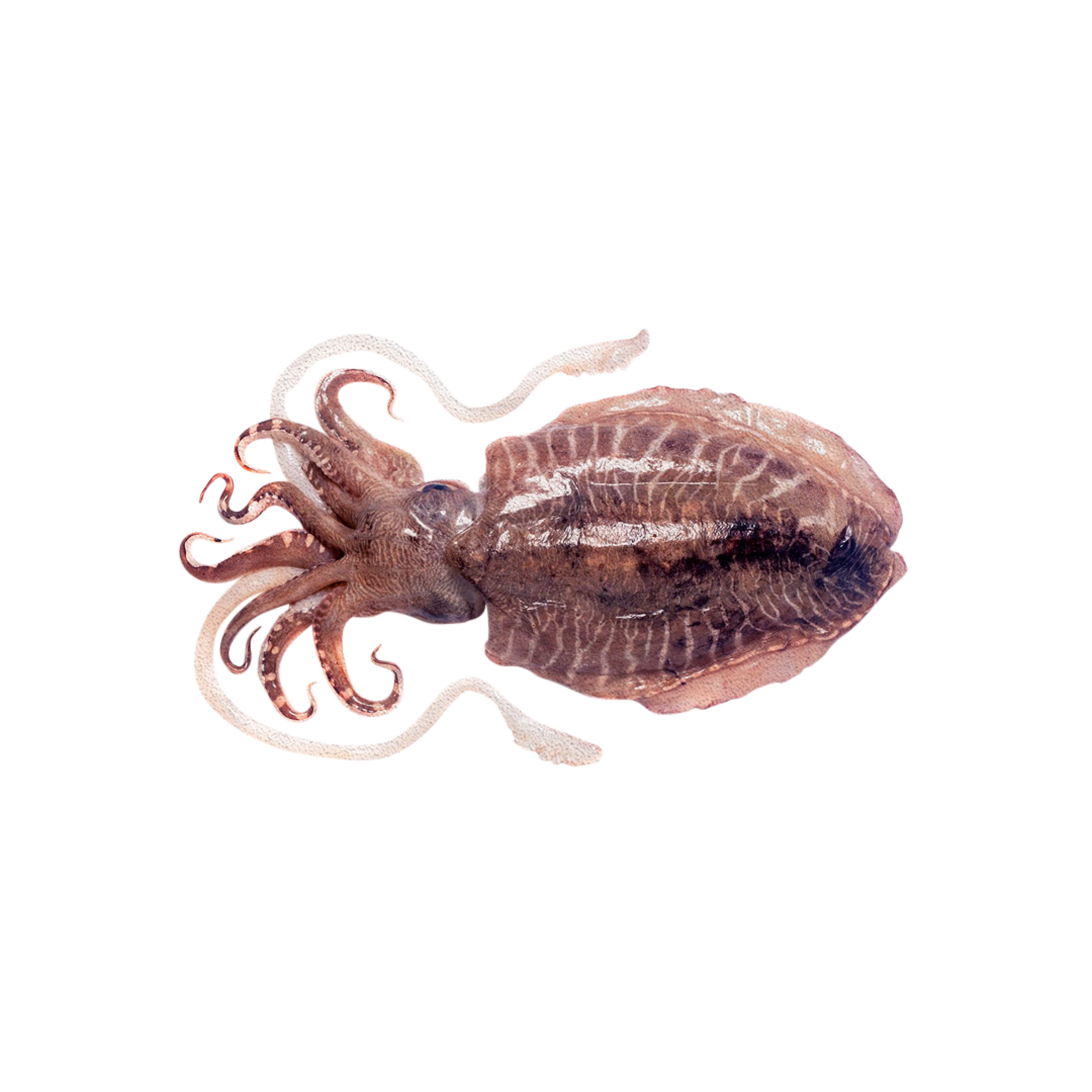 Cuttlefish by Bioota