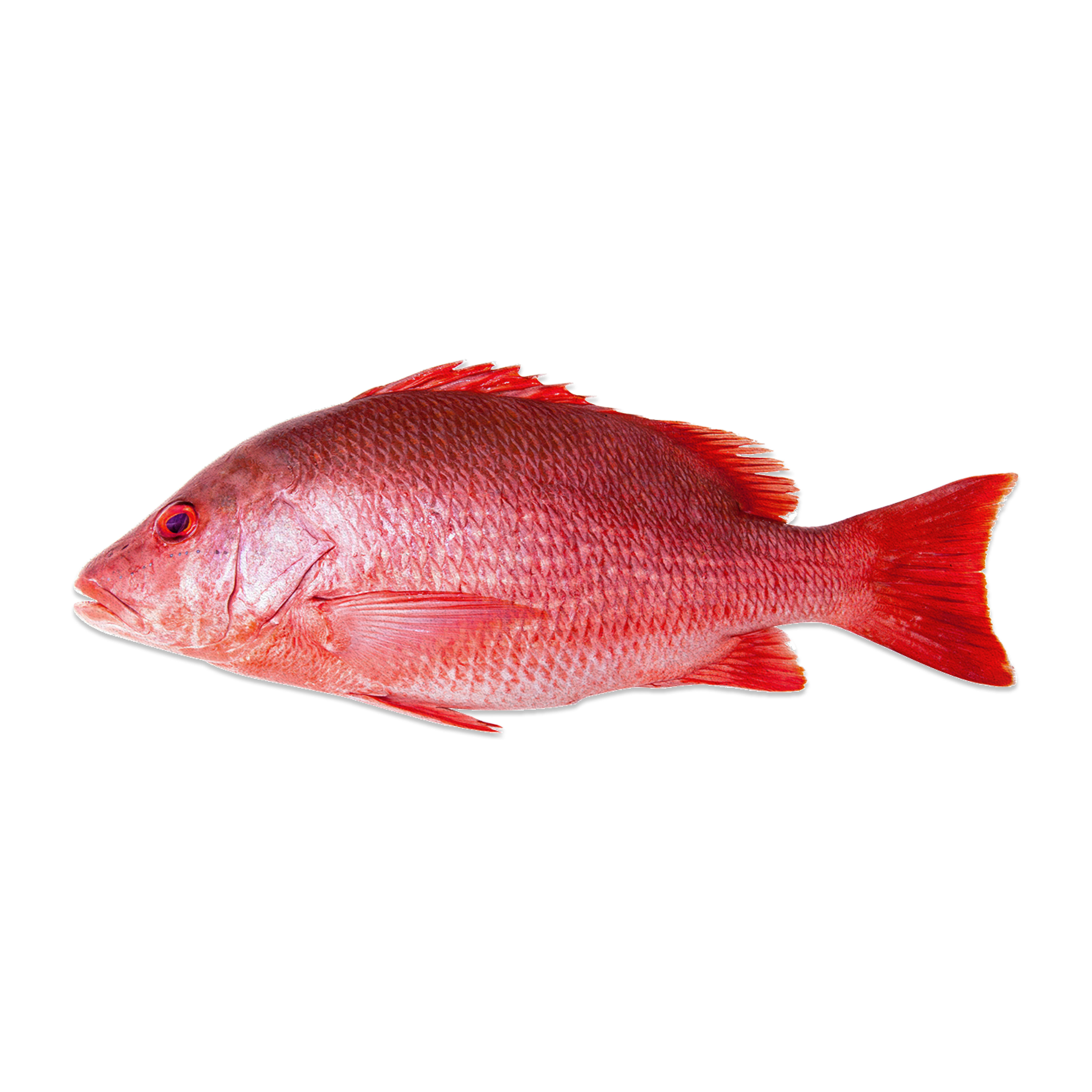 Red Snapper by Bioota